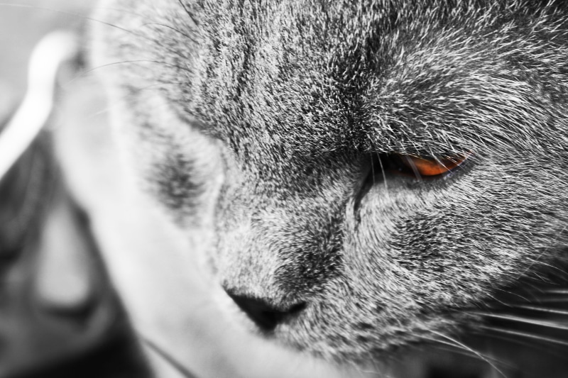animal nose, body part, view, domestic Cat, domestic, 2K, canine, snout, portrait, pets, Face, mammal, Pet, Cat, one Animal, Tomcat, domestic Animals