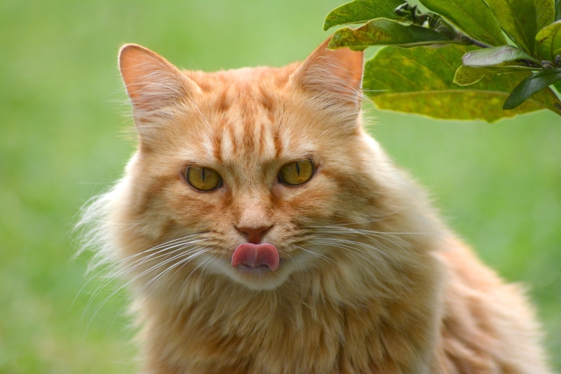 wildlife photography, cat, tongue, maine coon, domestic cat, cats eyes, adidas, photography, cat portrait, close-up, animal hair, one animal, animal, graceful