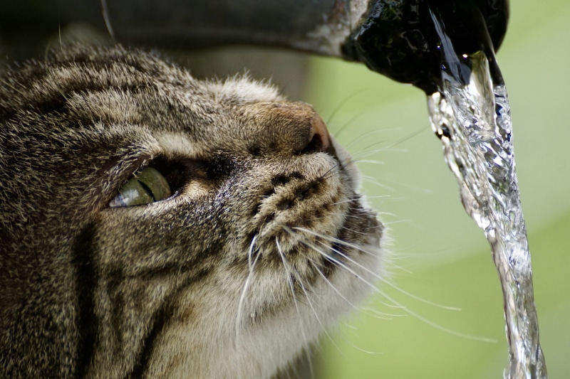 animal world, focus on foreground, photography, time, grey, pink, close-up, wet, animal themes, running water, animal, looking, tongue, animal head, animal body part