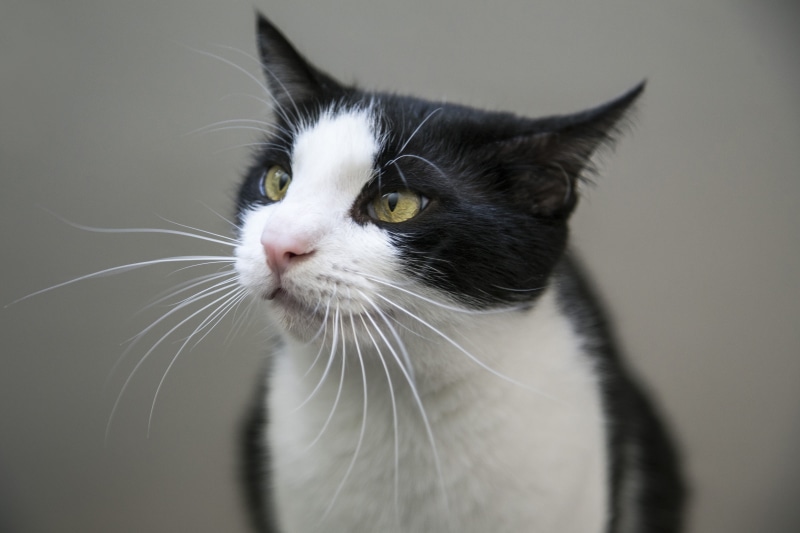 green eyes, looking, domestic, one animal, close-up, vertebrate, funny, animal body part, fur, paw, pet, licking, domestic cat, feline, pets, no people