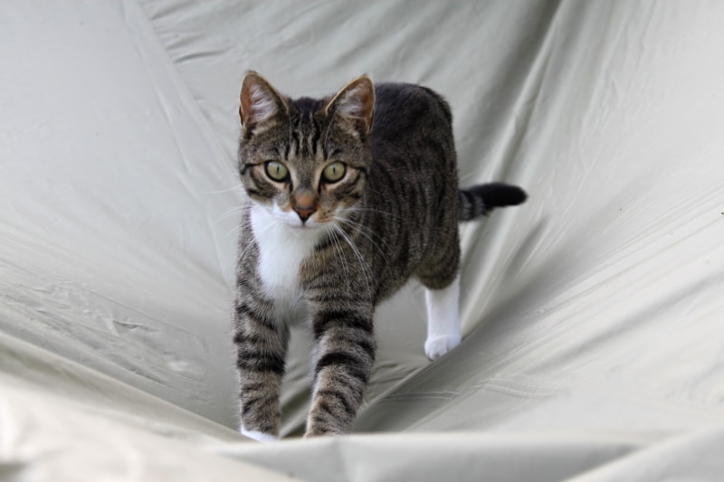 tabby, sharp, kitten, paws, domestic Cat, white, tail, cat face, sweet, looking at camera, whisker, black, photography, domestic Animals, animal world