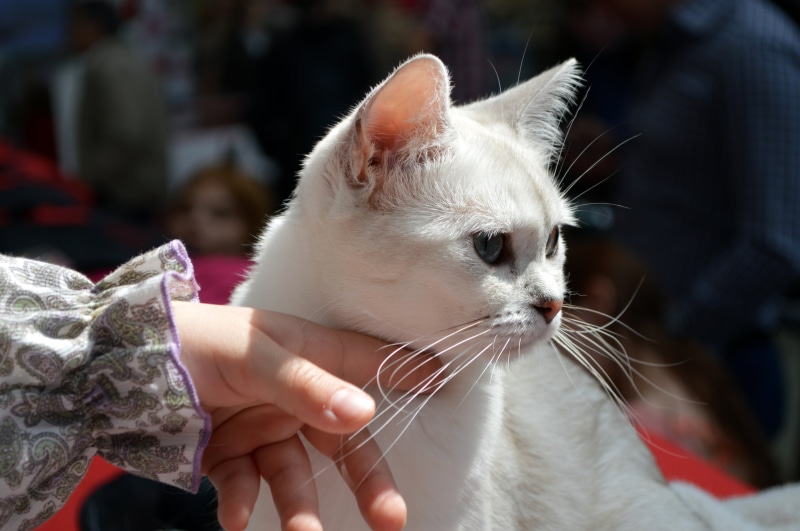 expression, human body part, real people, cute, loving, ears, whisker, pets, kitty, one person, domestic, furry, white, face, cat, one animal, fingers