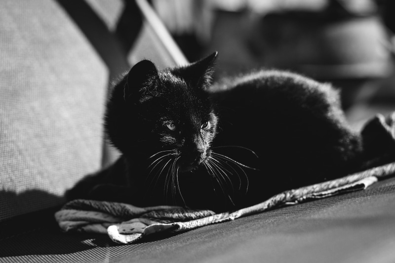 cat, beautiful, people, closeup, animals, vertebrate, focus on foreground, black and white, domestic cat, background, relaxation, whisker, one animal, black