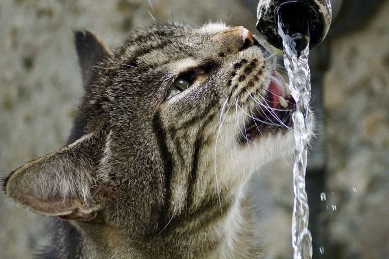 mammal, nature, pets, thirsty, 4K, silver, pet, tiger, focus on foreground, animal head, day, animal, close-up, eyes, outdoors, photograph, running water