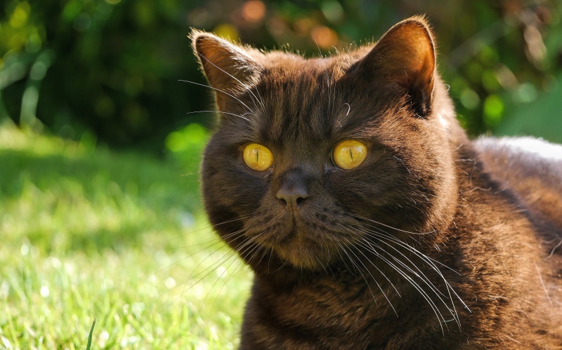 mustache, 2K, black cat, Tomcat, face, look, eyes, cat
