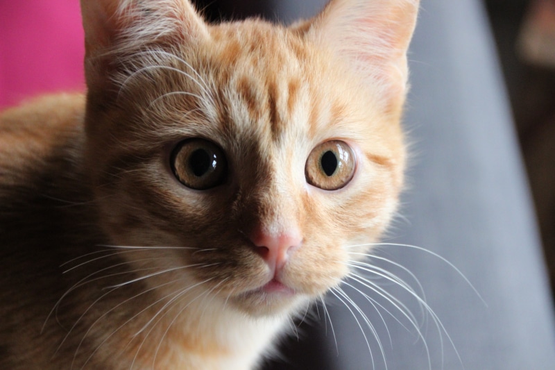 domestic animals, portrait, red tomcat, tabby, one animal, domestic, focus on foreground, cat, animal, looking at camera, no people, domestic cat, pets