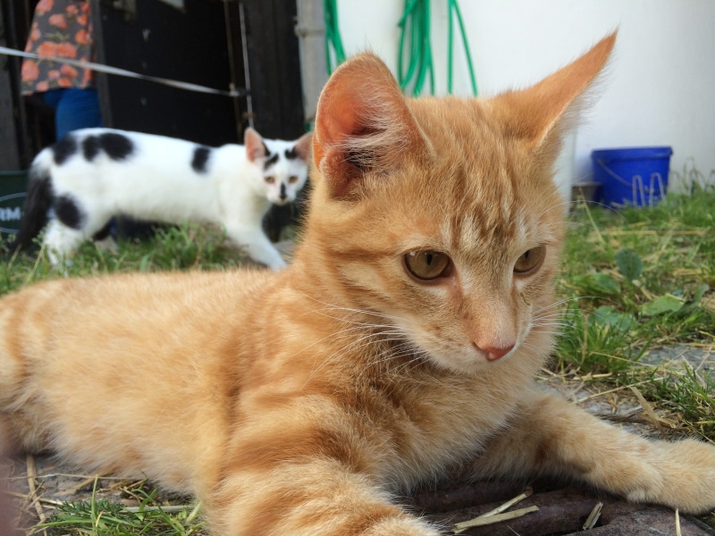 domestic, outdoor, attention, domestic cat, cat face, 2K, cat, cats eyes, close-up, no people, plant, relaxation, animal, domestic animals, vertebrate