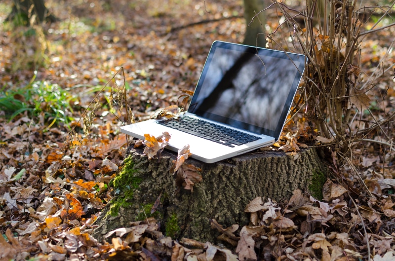 wireless, representation, internet, outdoors, plant, leaves, network, autumn, day, landscape, computer, screen, laptop, work, season, focus on foreground
