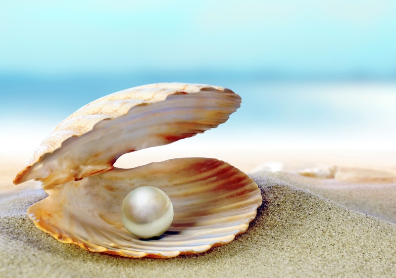 natural pattern, land, beauty in nature, no people, animal shell, close-up, outdoors, focus on foreground, sand, animal, marine, water, rock, nature, shell