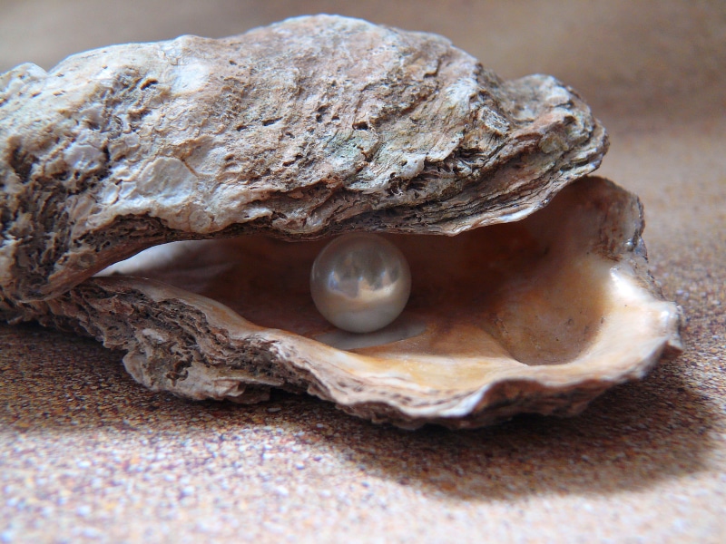 shell, geology, jewellery, white, gemstone, north sea, shell pearl, 2K, close-up, pearl, seashell, layer, summer, animal Shell, nature, marine, animal wildlife