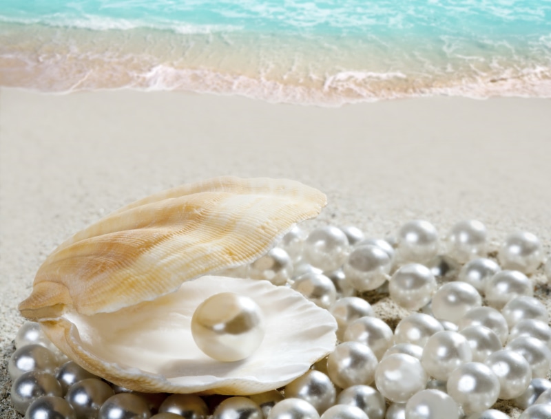 pearl, shell, elegance, white, perl, beach, animal, seashell, animal wildlife, sea, nature, beauty in nature, shore, no people, sand, close-up, 4K, pearl jewelry