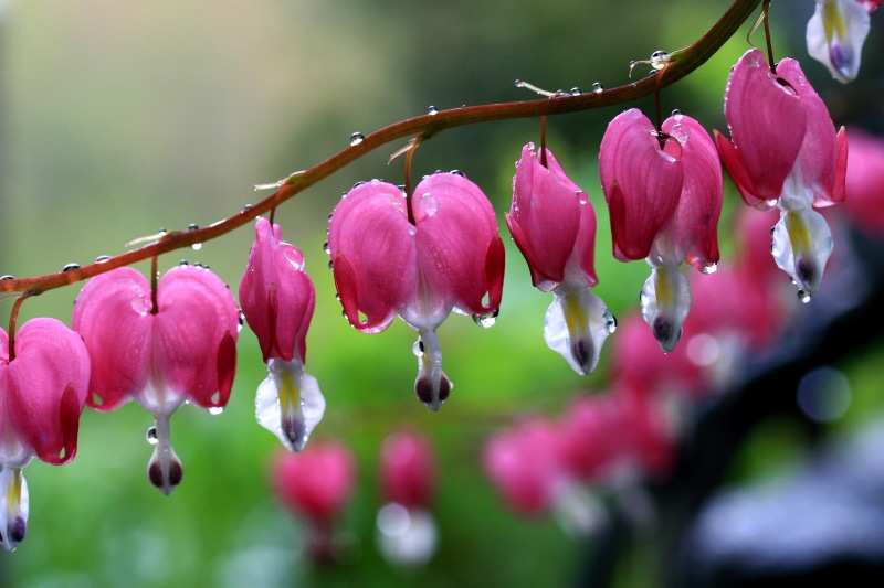 photography, rain, depth of field, pink, freshness, flowers, plant, wet, pink Color, close-up, depth, field, water droplets, flower Head, bleeding hearts