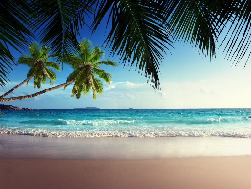 summer, coast, horizon, no People, palm, waters Edge, 5K, caribbean Sea, relaxation, landscape, scenics - nature, vacations, outdoors, idyllic, tropical tree