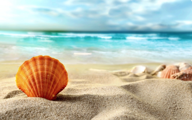 shell, 2K, sand, beach, Summer, sea