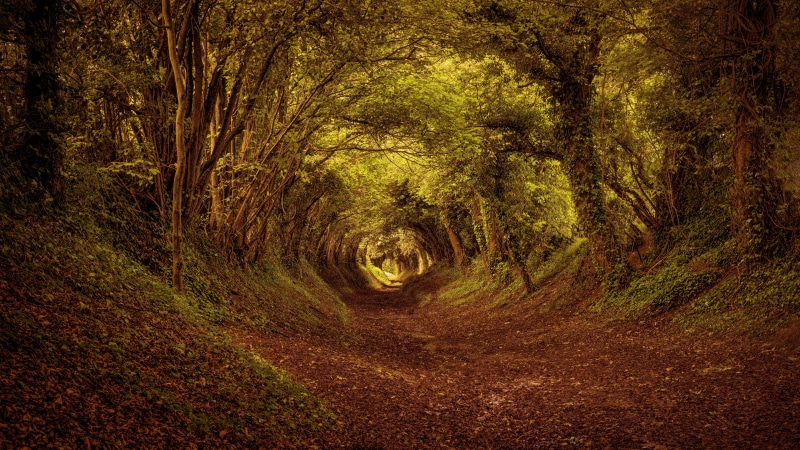nature full size desktop 7680x4320, 8K