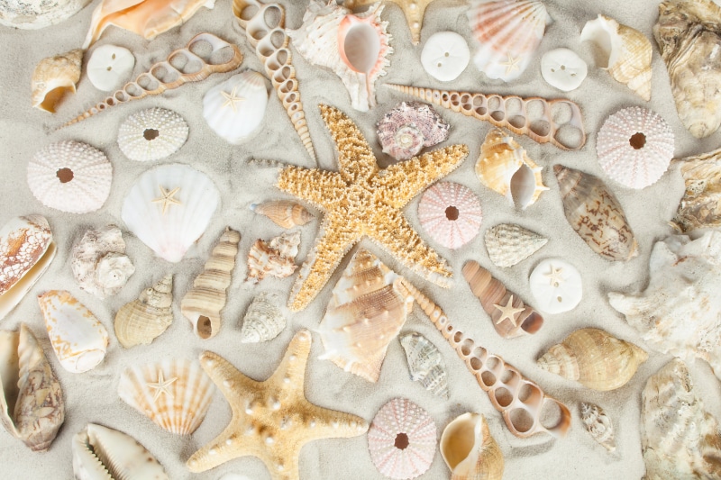 nature, sand, star Shape, 4K, macro, tropical Climate, mollusk, design, frame, backgrounds, art and craft, animal Shell, seashells, no People, animal themes