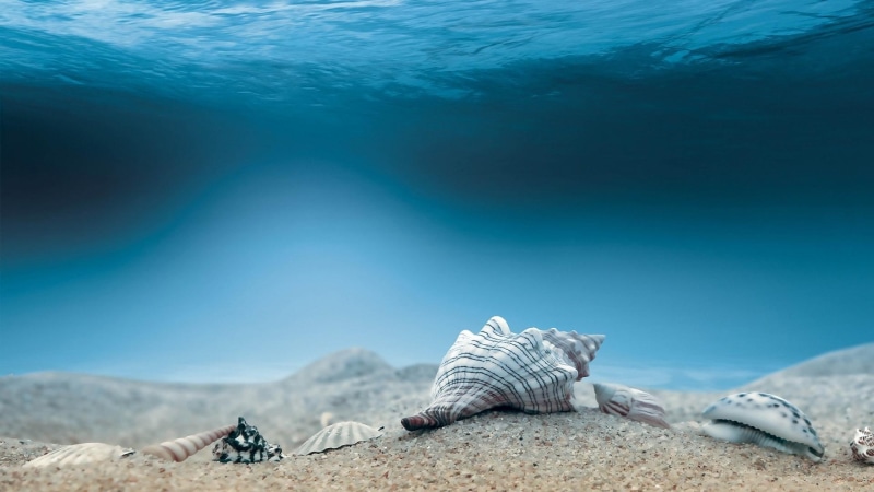 1080P, seashells, shells, sea, nature, underwater, water, sand, shell