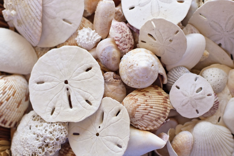 food and drink, full frame, outdoor, sand dollars, variation, sunny, holiday, 5K, natural, nature, still life, resort, seascape, seaside, relaxation, seashell