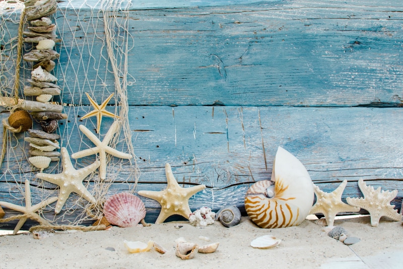 food and drink, shell, high angle view, art and craft, animal, sculpture, animal wildlife, creativity, lot, starfishes, seashells, wall - building feature