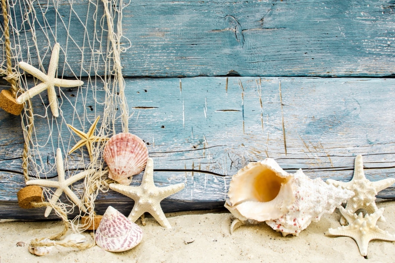 starfishes, plant, space, seashells, close-up, 2K, dirt, conch Shell, backgrounds, sea, animal, blue, summer, plank, coastline, animal Shell, weathered
