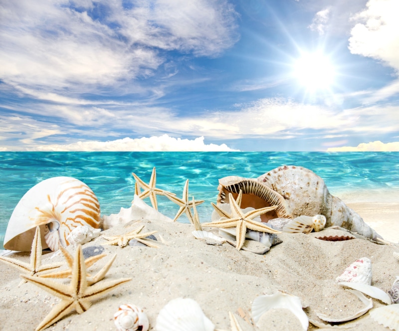 conch, white, 4K, illustration, star, fish, seashells, Sea, beach, shell, brown, starfishes, sunshine, sand, summer