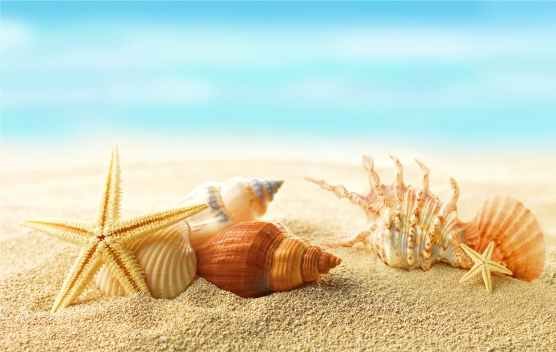 starfishes, animal, sand, sea, animals in the wild, shell, nature, idyllic, sun, copy Space, tourism, island, sunny, land, seashells, stars, animal themes