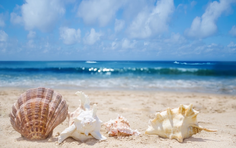 surf, Sea, 2K, seashells, sand, shells