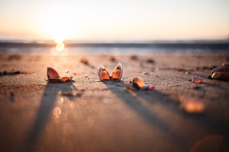 sea, open, seashore, privacy, bokeh, summer, sand  sea, evening, nature, outdoors, sunrise, sunrise  beach, sunset, sunlight, sea shells, shadows, sand