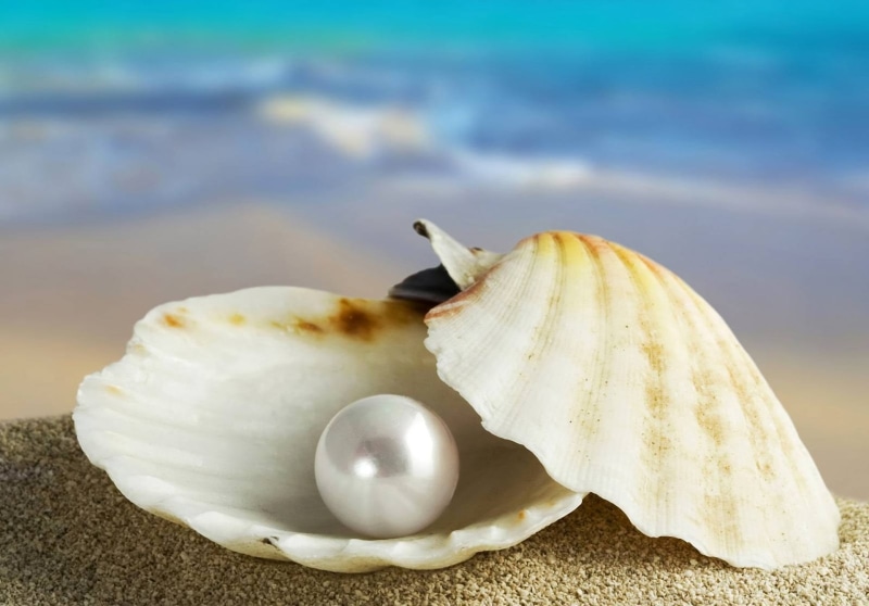 day, travel Destinations, freshness, coastline, island, beauty In Nature, starfish, close-up, shell, wellbeing, idyllic, crustacean, tropical Climate, travel Locations