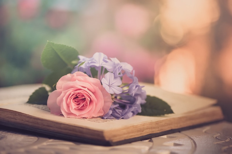 freshness, plant, flower head, flowering plant, 1080P, nature, petal, vulnerability, flowers, close-up, plant part, no people, flower, outdoors, rose