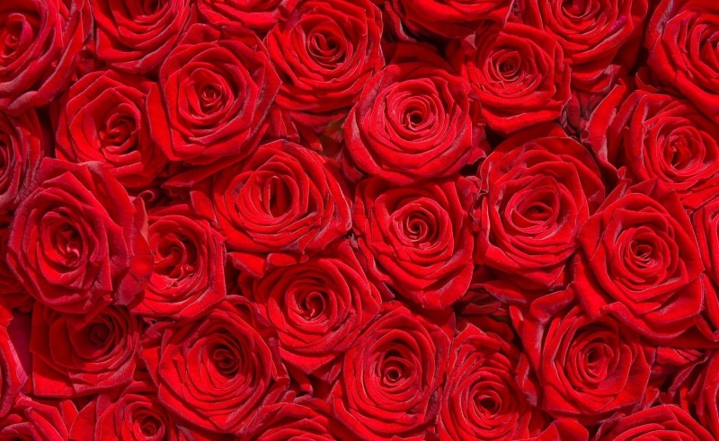 petals, amazing, red, bouquet, wonderful, 720P, red-roses, roses, million, bed