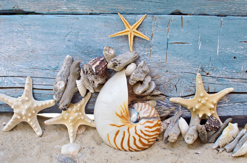 tropical Climate, frame, seashell, animals in the wild, marine, stones, copy Space, blue, seashells, sea, tree, animal, coastline, conch, sand, wood, shape