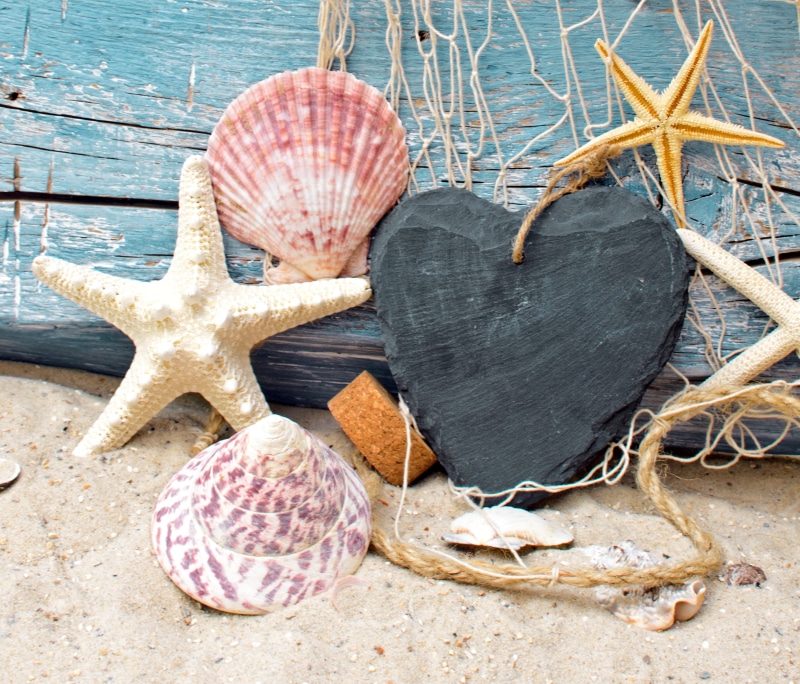 seashell, tree, art and craft, stones, no people, outdoors, seashells, several, nature, day, close-up, shell, wood, 4K, sea life, marine, animal shell