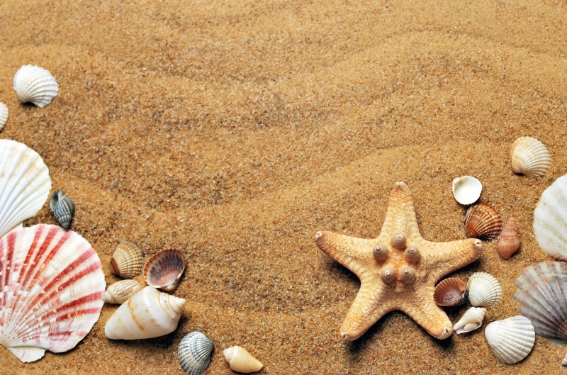 white, lifestyle, holiday, assorted, sun, outdoors, animal shell, summer, life, figurines, animals in the wild, 4K, spa, shell, land, coast, beach, seashells