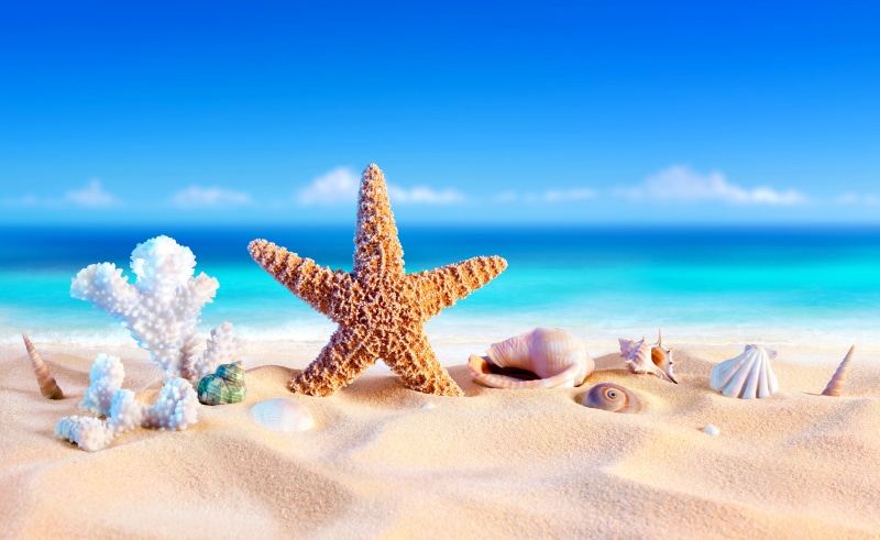 Shell, Beach, 8K, Artistic, Starfish, Sand, Summer