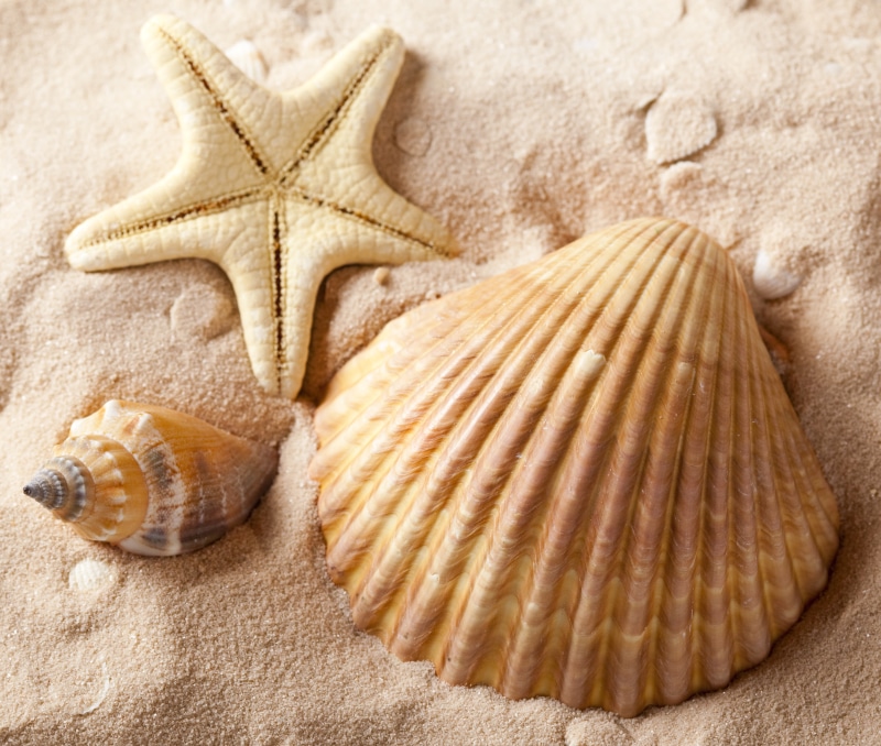 star shape, macro, shell, holiday, three, seashells, land, brown, pattern, summer, nature, cockleshell, beach, travel Destinations, souvenir, textured