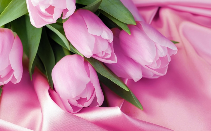 Satin, Macro, 2K, Tulip, Pink