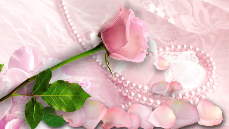 1080P, satin, feminine, petals, lace, pearls, precious, luxurious, pink rose, nature and land, mothers day, flower, love, pink