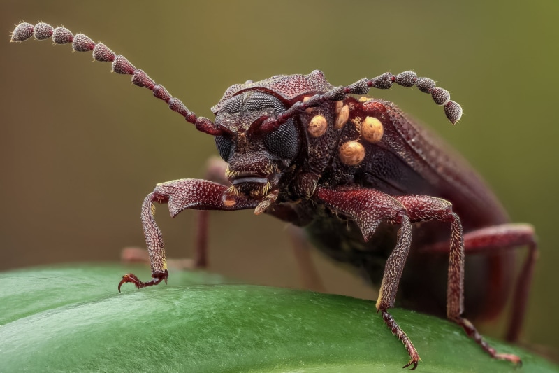 close-up, depth of field, legs, longhorn, photo, animal wildlife, animal, beetle, leaf, close, black Color, green color, animal body part, weevil, day