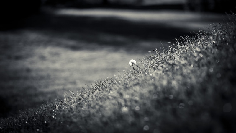 land, beauty in nature, 1080P, dandelion, vignette, grass, agriculture, day, outdoors, fragility, food, monochrome, grayscale, pattern, textured, photography