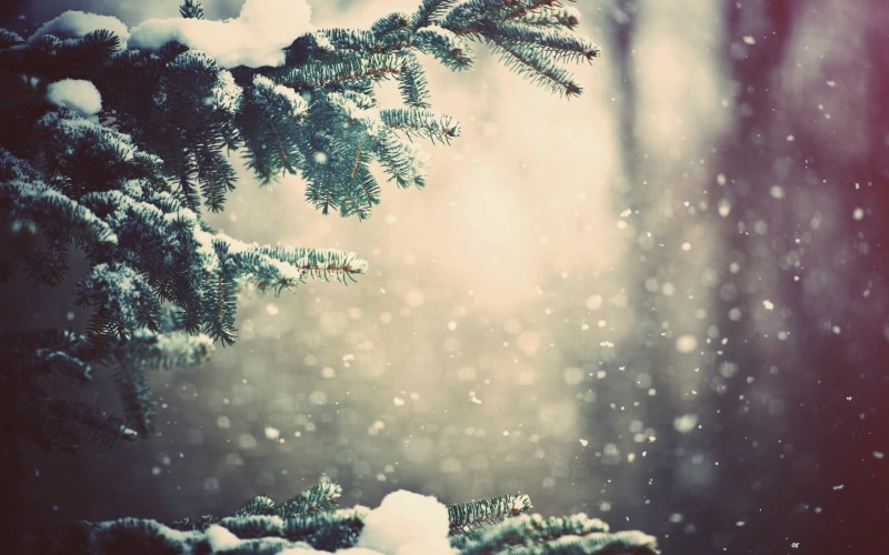frost, woodland, no People, fir Tree, focus on foreground, frozened, snowing, blizzard, depth of field, plant, photography, close, pine Tree, land, forest