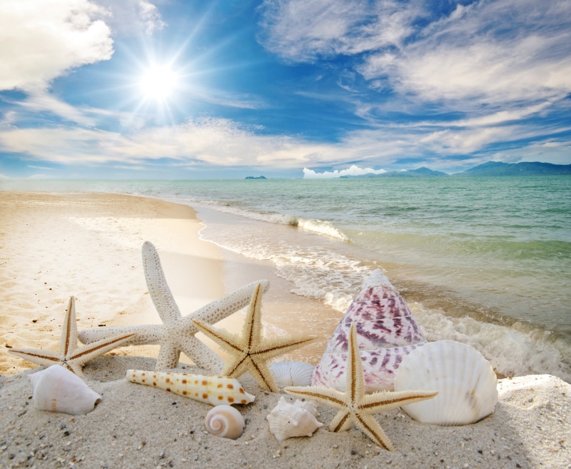 relaxation, horizon over water, tourism, sunlight, tropical Climate, sea, seashells, travel Destinations, starfishes, coastline, scenics - nature
