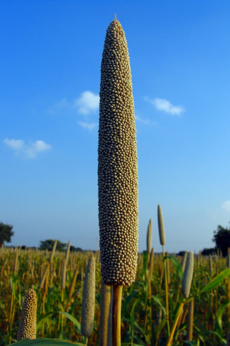outdoors, succulent plant, cactus, beauty in nature, india, land, field, lingsugur, day, cultivation, karnataka, raichur, no people, pearl millet, landscape