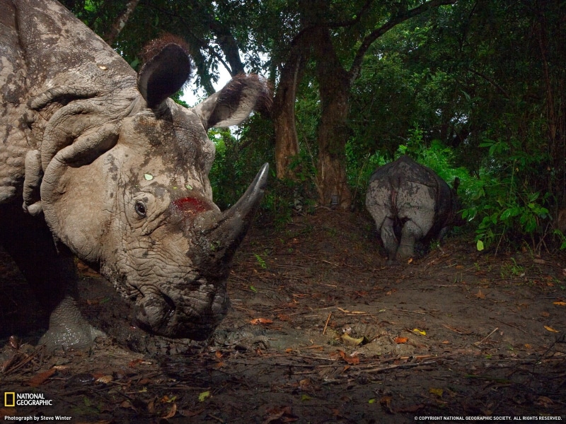 nature, group of animals, National Geographic, rhino, animal themes, land, animals in the wild, wounded, herbivorous, animal, mammal, rhinoceros, animals