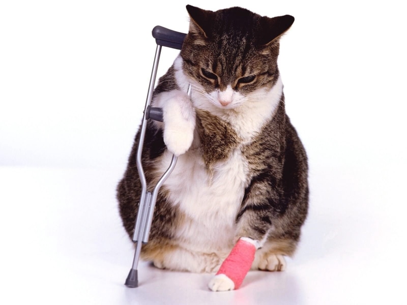 domestic, 720P, pet collar, white, wounded, fur, grey, portrait, tabby, whisker, animal, leg, collar, feline, animal themes, white Background, mammal