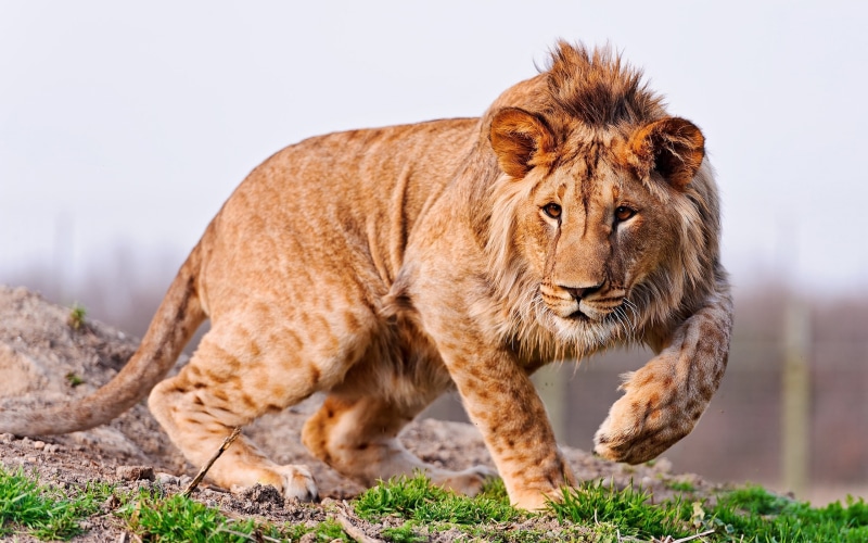 Lion, Wounded, 2K, animal