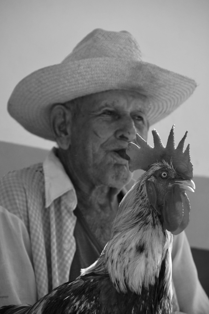 mature adult, lifestyles, cowboy, senior adult, holding, furniture, animal, cock bird, couch, bird, sun hat, real people, person, havanna, straw, grayscale