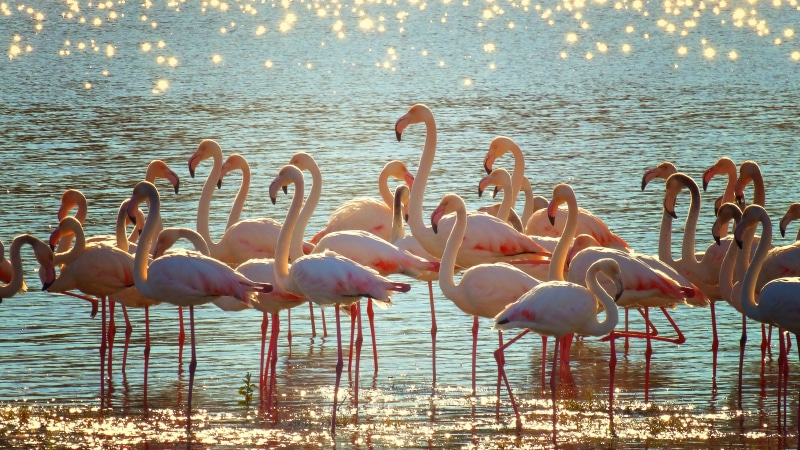 pink  water, animal, pink Color, flamingo, flock, flamingos, wildlife, wetlands, lake, daytime, pink flamingos, waterfowl, 5K, pink, nature, water, South Africa