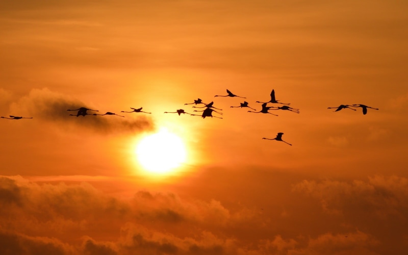 animal themes, cloud - sky, flamingos, mid-air, beauty in nature, animals, orange color, no people, flock, flock of birds, vertebrate, sky, bird, 1080P