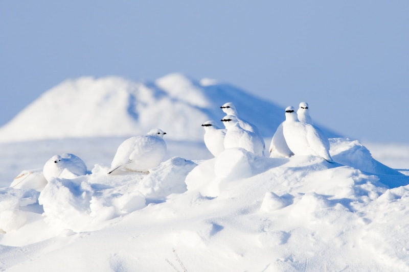 animals in the wild, flock, vertebrate, white color, animal family, animal, beauty in nature, animals, white, 1080P, blue, animal themes, snow, sky, birds